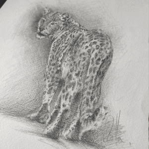 dessin-leopard-rolla