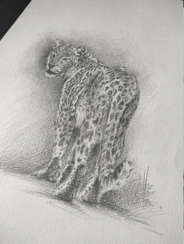dessin-leopard-rolla