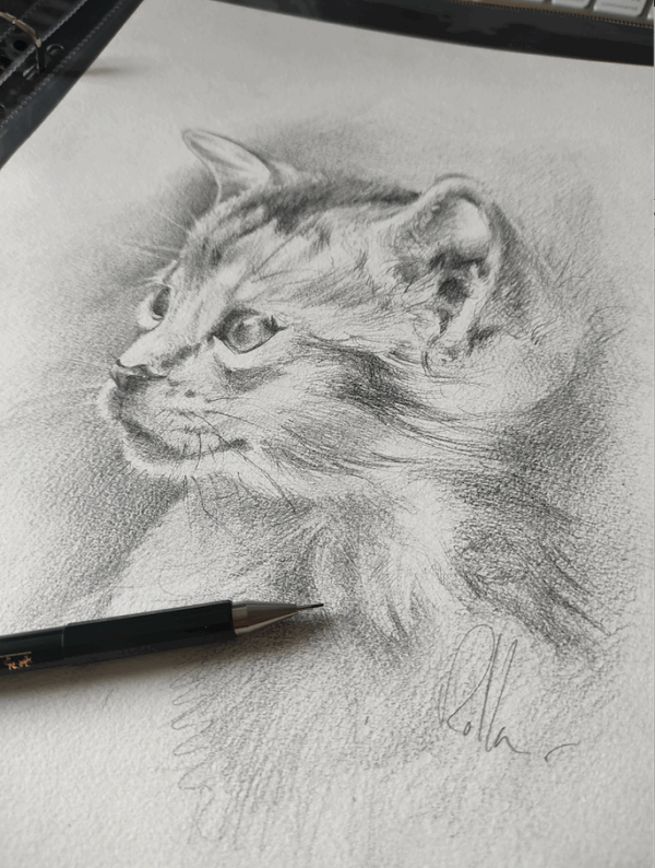 Esquisse original de la tête d'un chat - Rolla