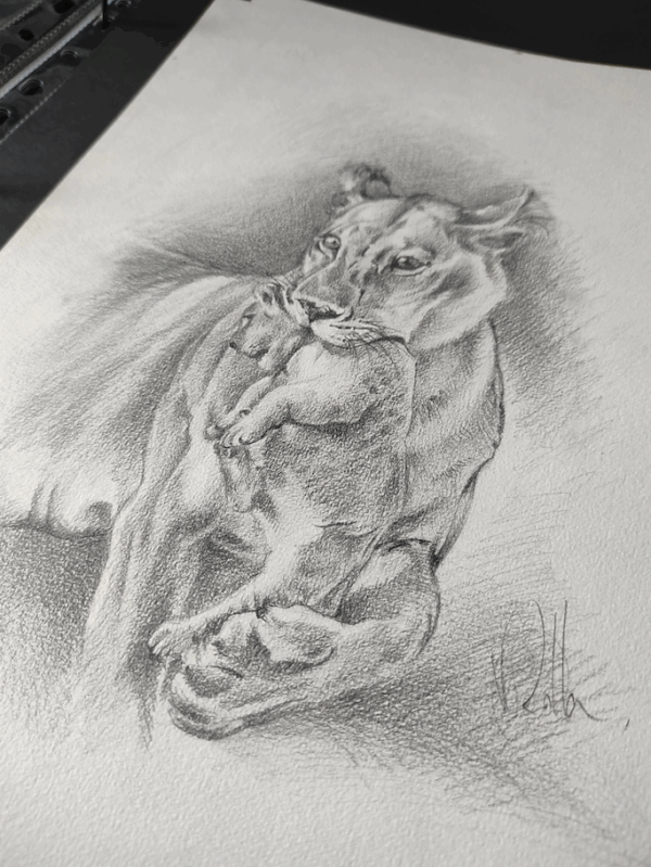 dessin original félin - rolla