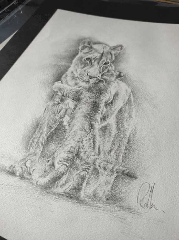 esquisse-original-felin-rolla