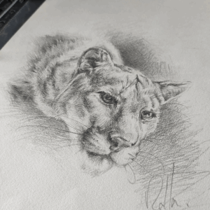 Dessin d"un puma par l'artiste peintre Rolla