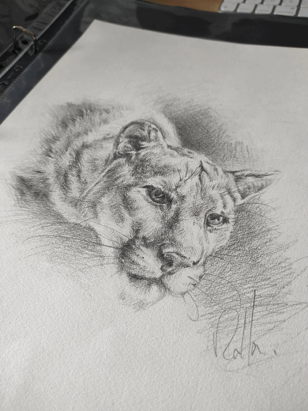 Dessin d"un puma par l'artiste peintre Rolla