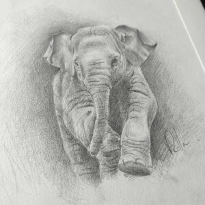 elephanteau-graphite-croquis-rolla