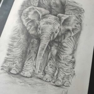 elephanteau-rolla-croquis-dessin-graphite