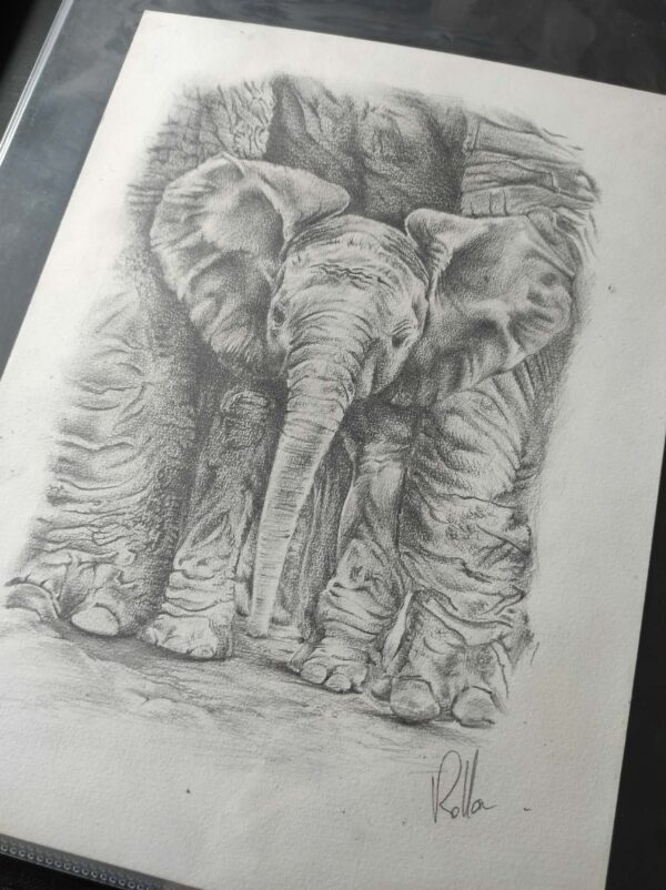 elephanteau-rolla-croquis-dessin-graphite