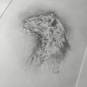 esquisse-lionne-dessin-graphite-rolla
