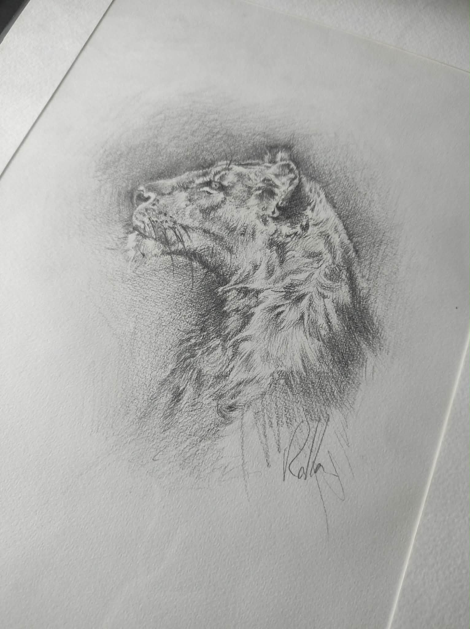 esquisse-lionne-dessin-graphite-rolla